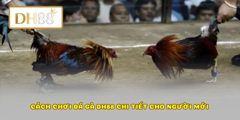 Cách chơi đá gà DH88 chi tiết cho người mới