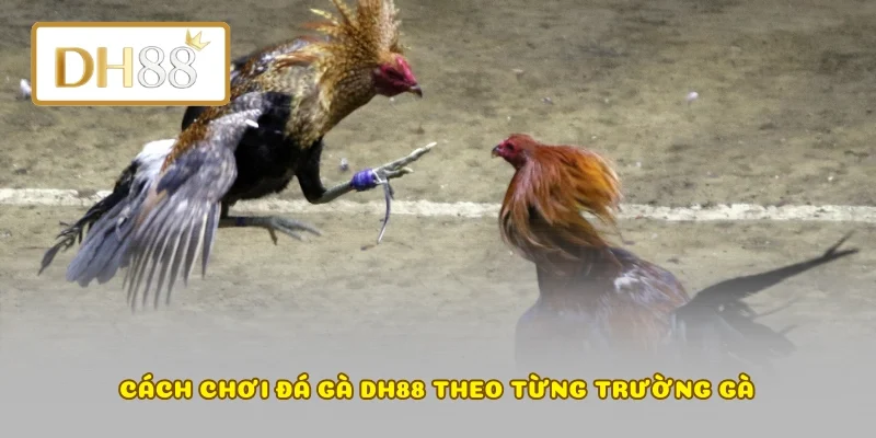 Cách chơi đá gà DH88 theo từng trường gà