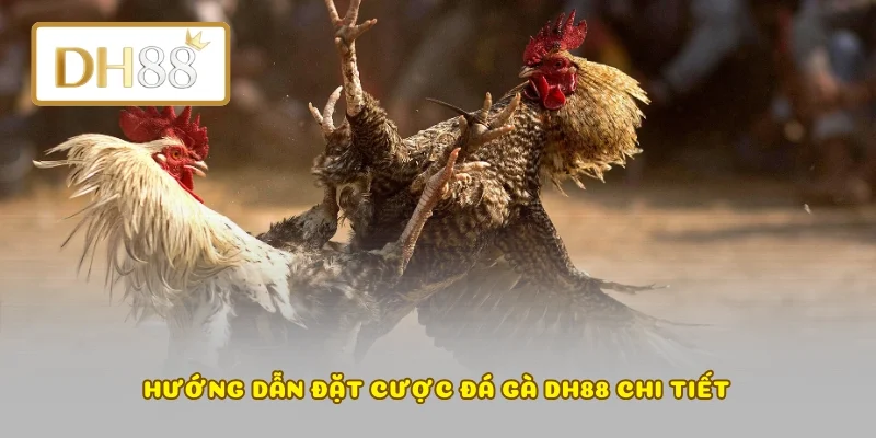 Hướng dẫn đặt cược đá gà DH88 chi tiết