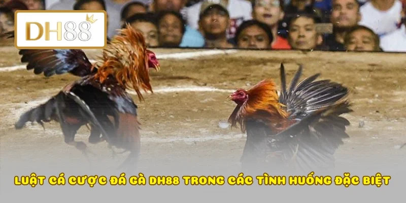 Luật cá cược đá gà DH88 trong các tình huống đặc biệt