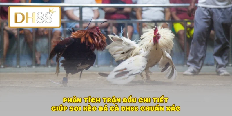 Phân tích trận đấu chi tiết giúp soi kèo đá gà DH88 chuẩn xác