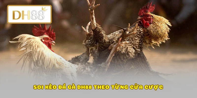 Soi kèo đá gà DH88 theo từng cửa cược