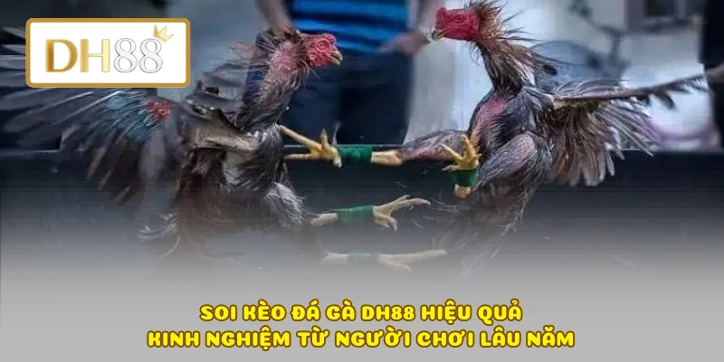 Soi Kèo Đá Gà DH88 Hiệu Quả – Kinh Nghiệm Từ Người Chơi Lâu Năm