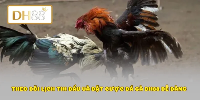 Theo dõi lịch thi đấu và đặt cược đá gà DH88 dễ dàng 