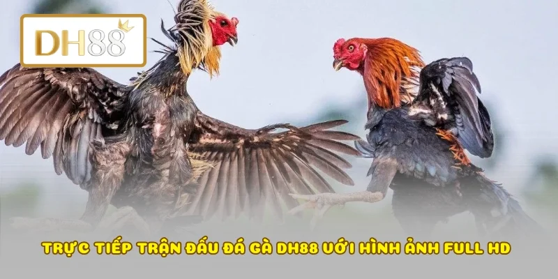 Trực tiếp trận đấu đá gà DH88 với hình ảnh Full HD 